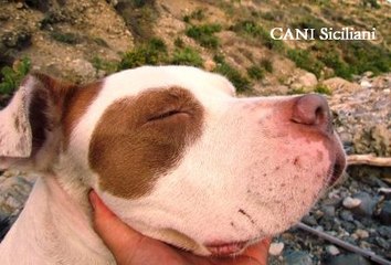 Pit Red Nose at the Sicilian sea on october