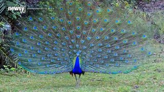 High-Speed Cameras Capture Exactly How Peacocks Strut Their Stuff