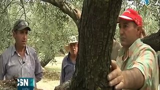 CURSO SOBRE PODA DEL OLIVO EN TORREDELCAMPO