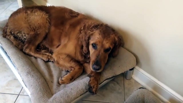 Ces chiens sont crevés après la balade et n'aboient même plus hahaha