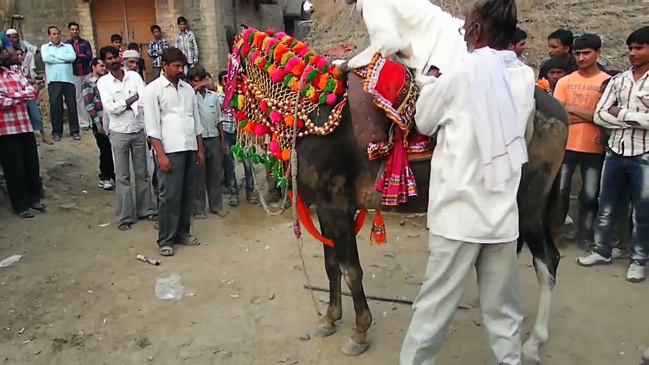 dancing on horse