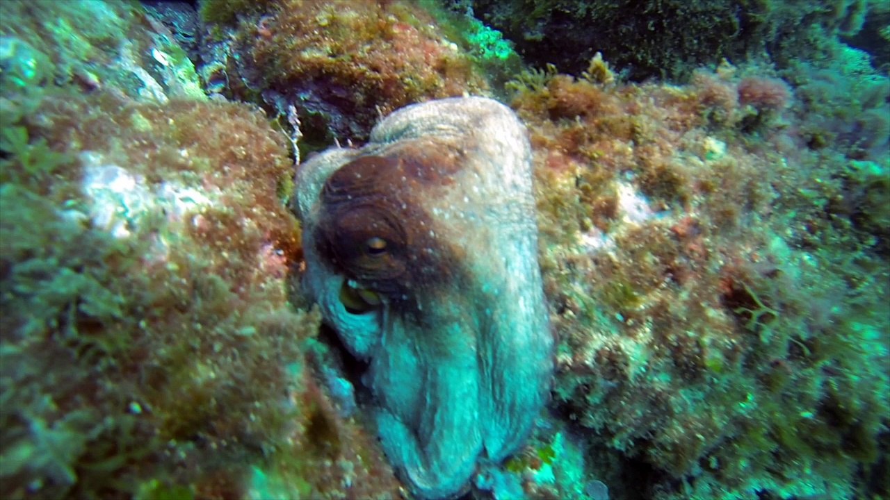 Plongée côte bleue -  Mars 2016
