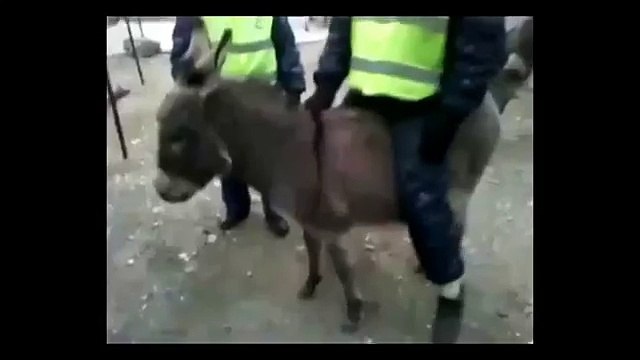 Дерзкое ПОХИЩЕНИЕ ОСЛОМ инспектора ГИБДД