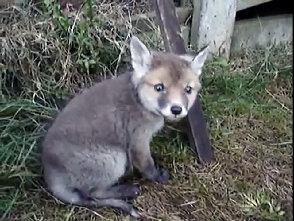 Cet homme va sauver un bébé renard qui a la tête coincée dans une boite de conserve!