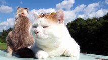 Кот с улиткой на голове Cat with snail on his head