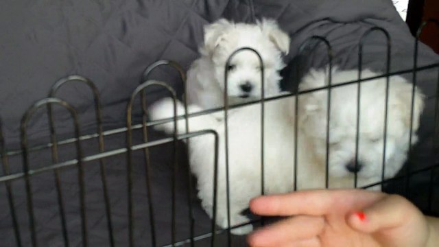 Chiots Bichon Maltais Des Flocons d'Aurore