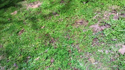 Z57 presents This yard needs some TLC