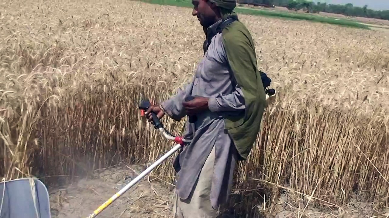 Wheat Cutting Tool