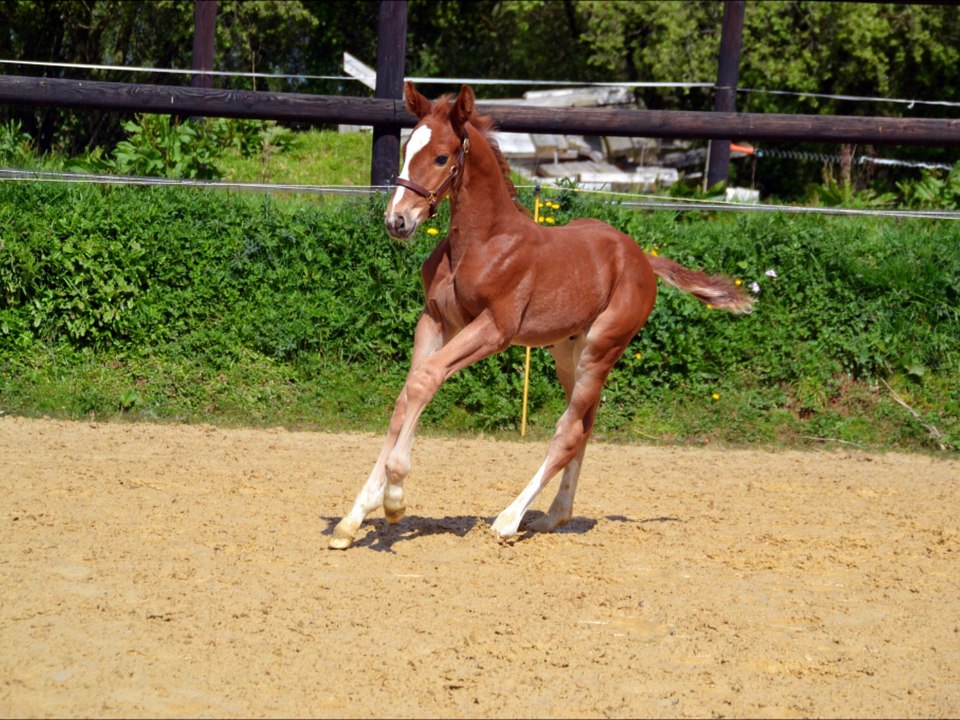 Goldfax des Edènes - 3 semaines