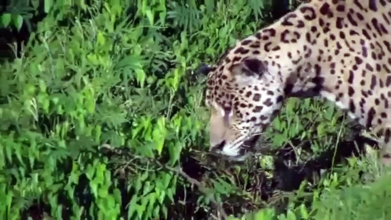 Jaguar attacks crocodile under water