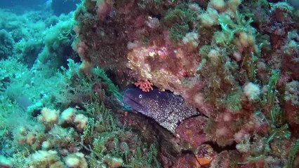 Port-cros 30 avril 2016