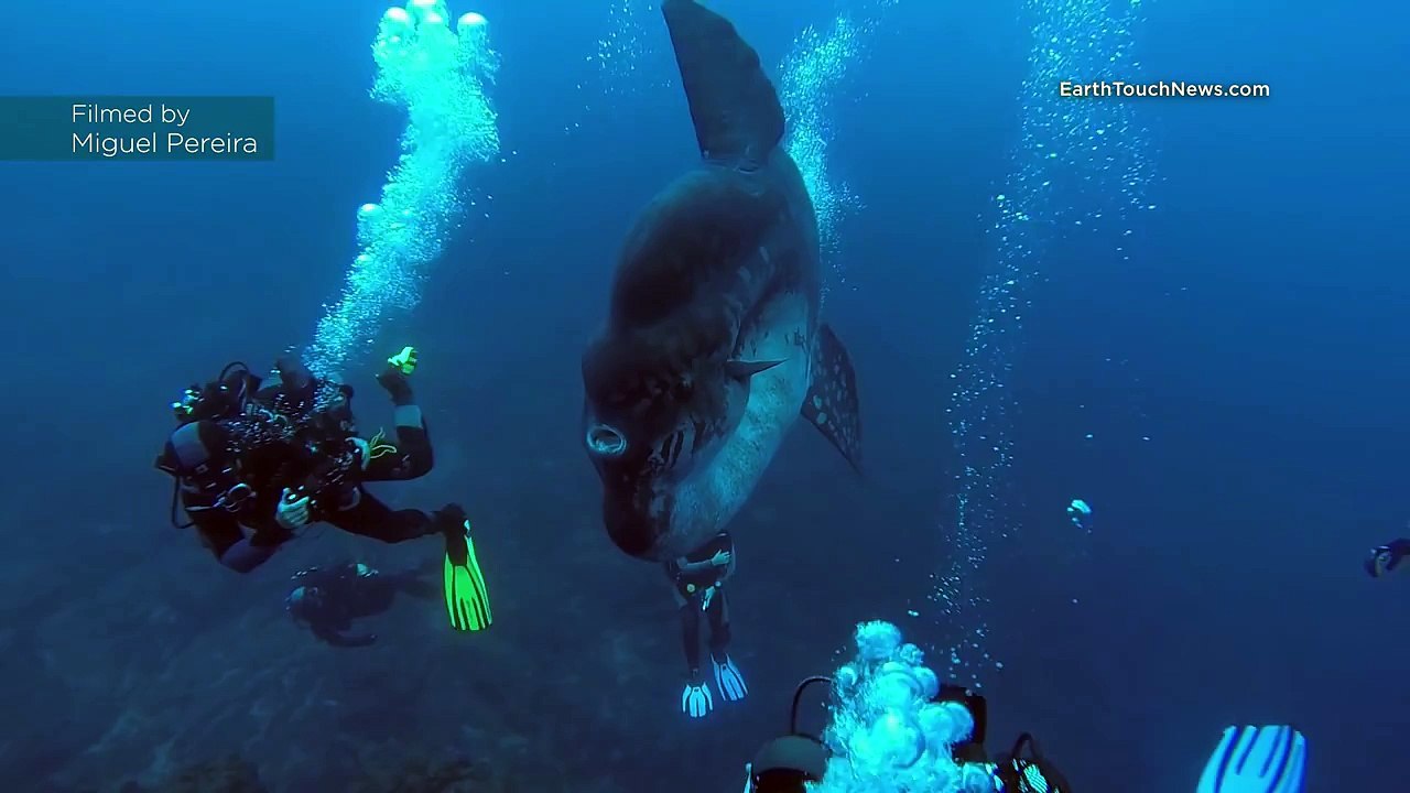 These Divers Get A Once In A Lifetime Treat When They Jump Into The Water…