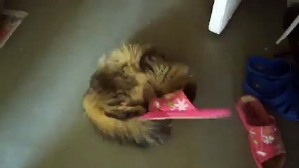 Смирительный тапок для кота