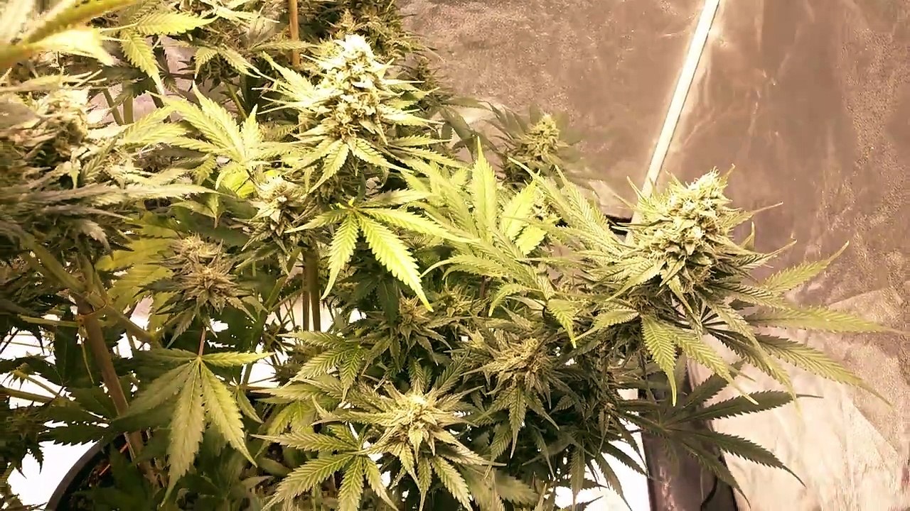 How to grow indoor medical Marijuana with NW Jay in my 5x5x7 grow lab tent Blue Cheese day 43 flower