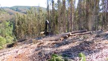 Tigercat LH855C Felling and Shovel Logging Trees