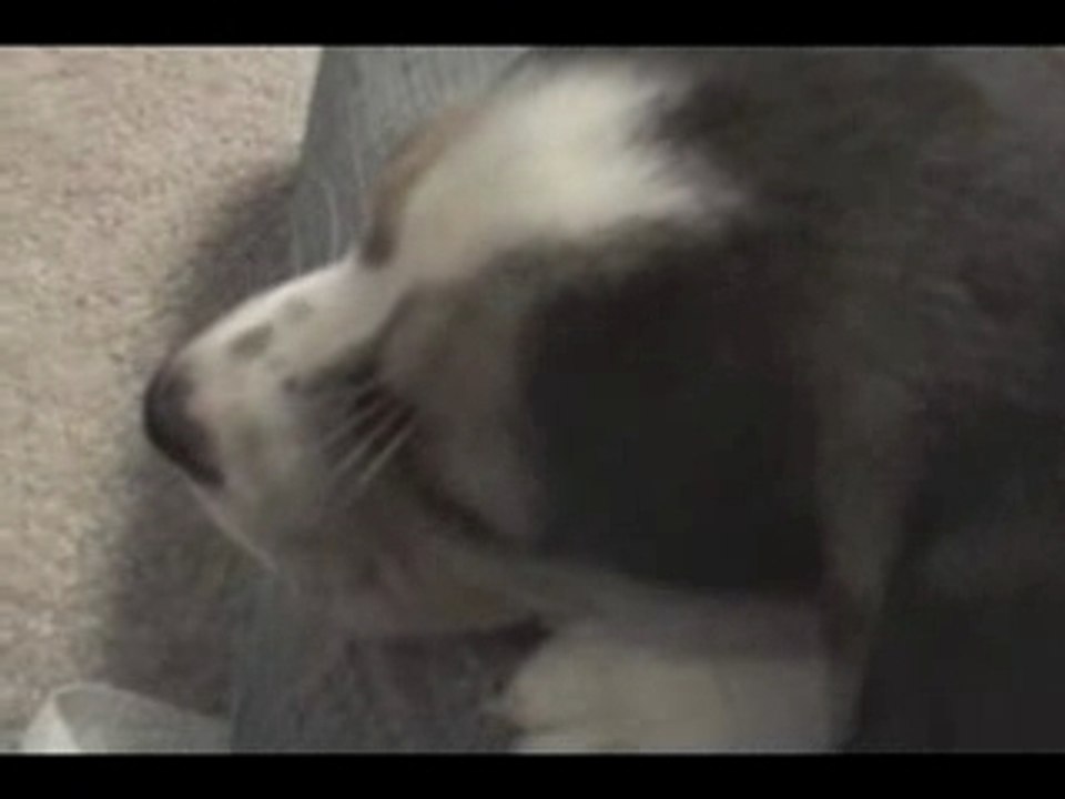 Fantie Sleepies