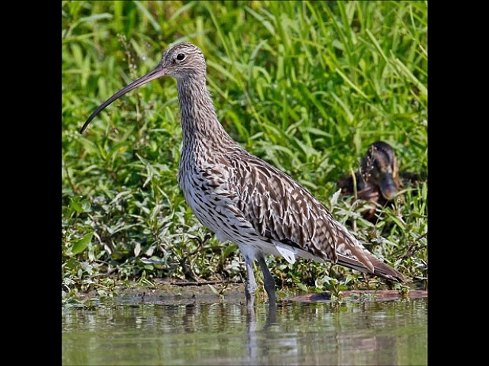 Vogelstimmen unserer Heimat 3