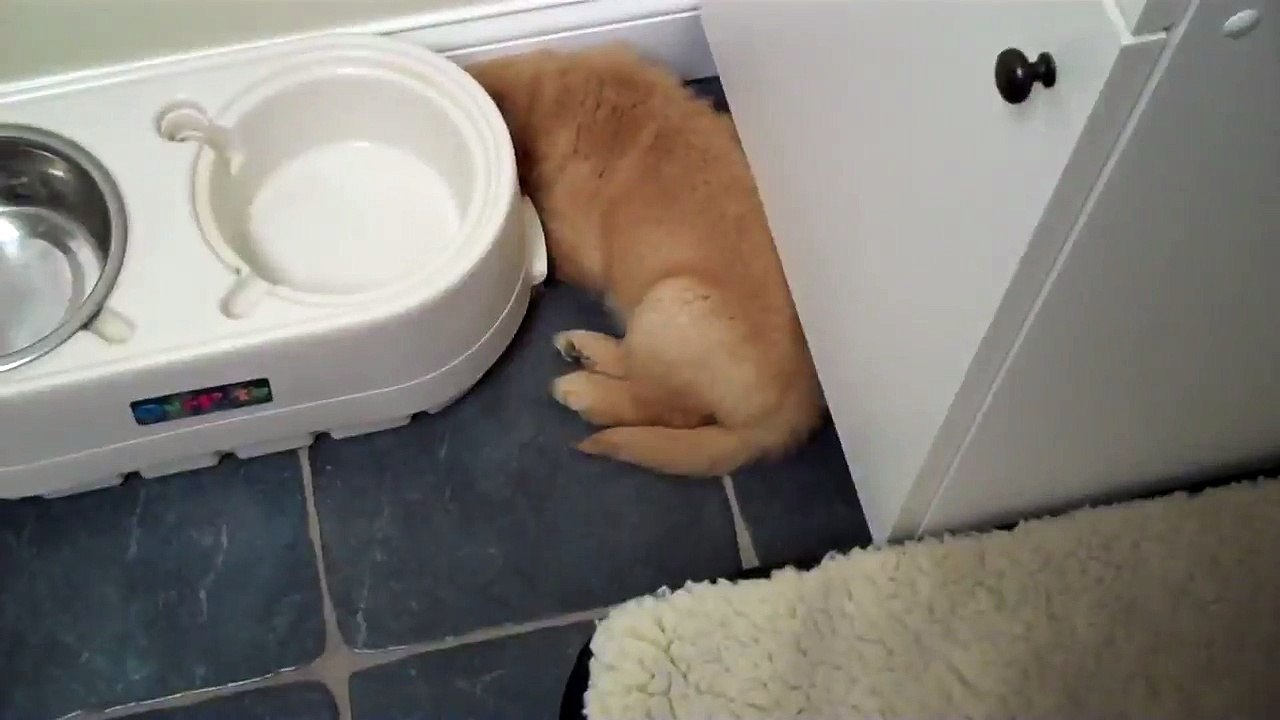 Puppy Hiccups