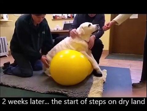 En 8 semaines ce chien paralysé arrive à remarcher - Rééducation canine