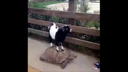 Une chèvre se tape une petite balade sur le dos de la tortue