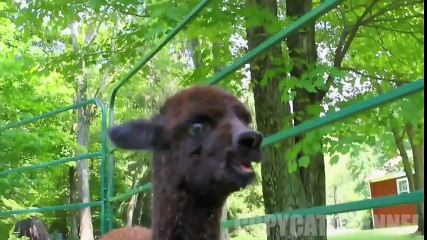 Animals Having The Hiccups Compilation