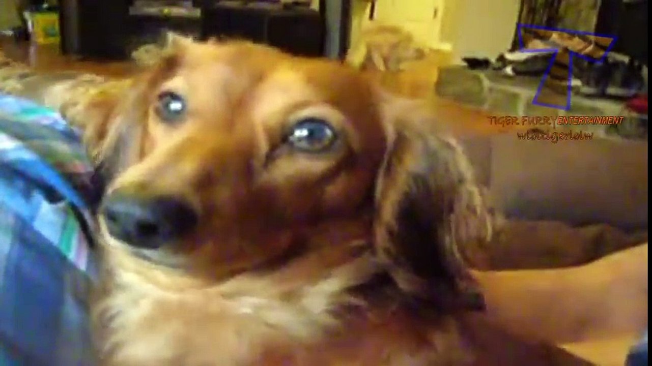 Top 10 dog burps and hiccups - Funny and cute dog compilation