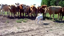 Brave Dog vs Cows