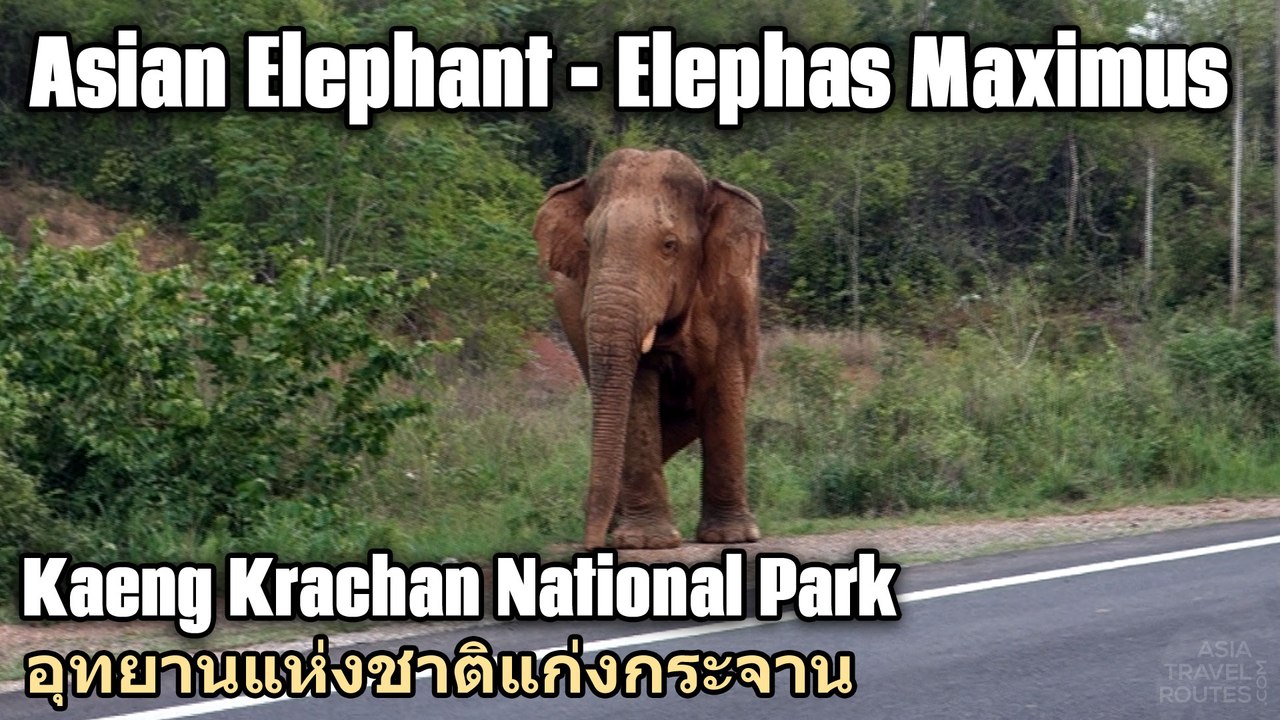 Asian Elephant - Elephas Maximus