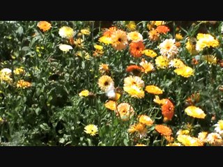 La Jungle des Genres - video#1 (différencier "le" et "la").