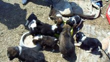 Puppies 1.05.2016