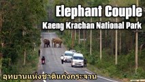 Elephant Couple in Kaeng Krachan National Park