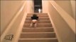 Funny baby sliding down stairs-Funny Videos-Whatsapp Videos-Prank Videos-Funny Vines-Viral Video-Funny Fails-Funny Compilations-Just For Laughs