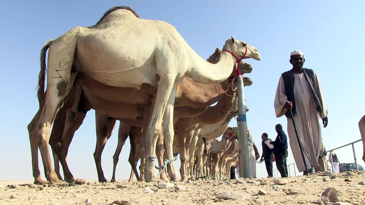 Ein Herz für Kamele in Katar