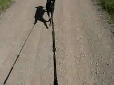 Bike-joring : trip avec mon chien!