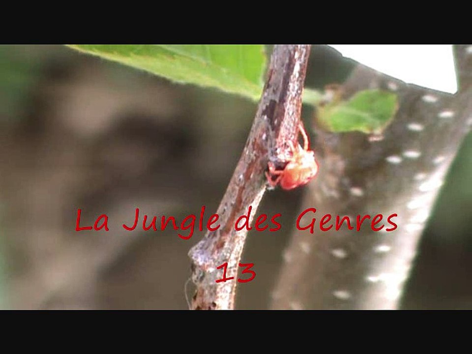 La Jungle des genres 13 (-te)