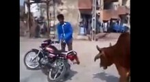 Bike Stunt Man Vs Angry Bull-Funny Videos-Whatsapp Videos-Prank Videos-Funny Vines-Viral Video-Funny Fails-Funny Compilations-Just For Laughs