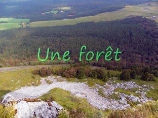 La Jungle des Genres 15 (Féminins -consonne)