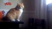 Uzun Atlama Rekorlu Kedi