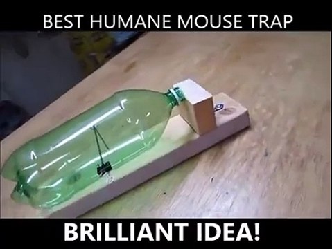 Le piège à souris qui ne blesse pas le petit animal. Invention incroyable