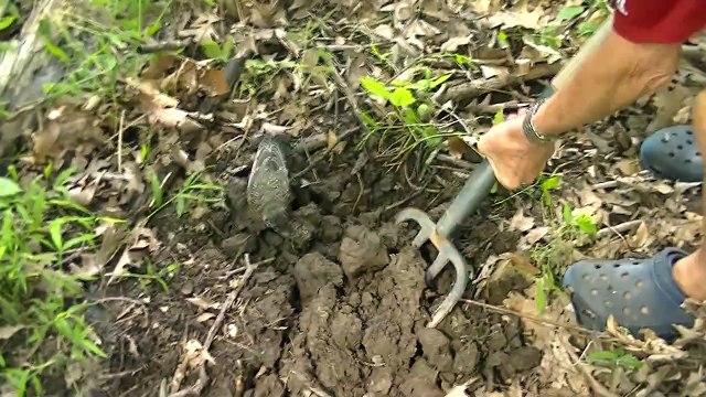 Un homme aide un oiseau à trouver des vers de terre