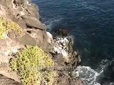 Galapagos Islands travel: Cliffs of South Plaza Island. Iguana video. Lizard in cactus.