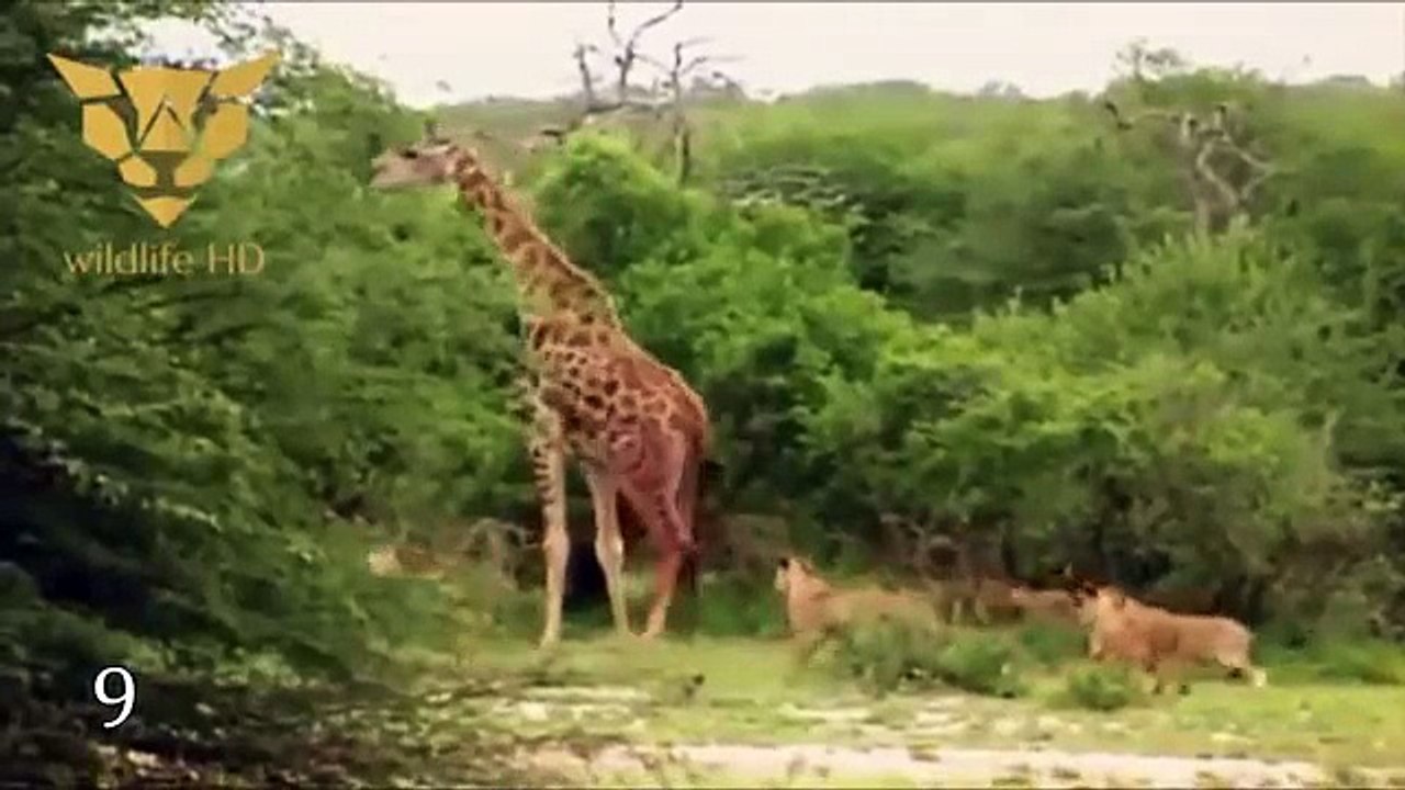 10 Crazy BATTLES OF ANIMALS remove the camera