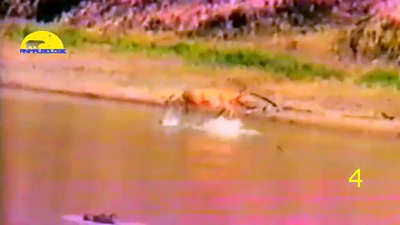 AMAZING Baboons Save Deer From Leopard - Hippo Help Zebra, Bear Saves Crow