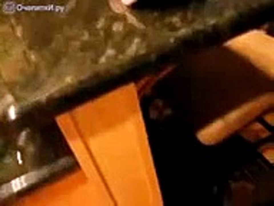 попугай
