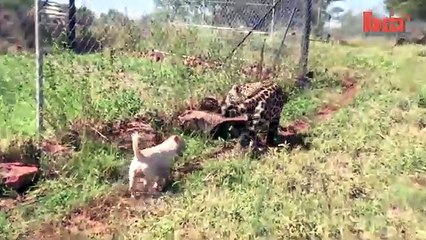 Cane e Jaguaro giocano insieme