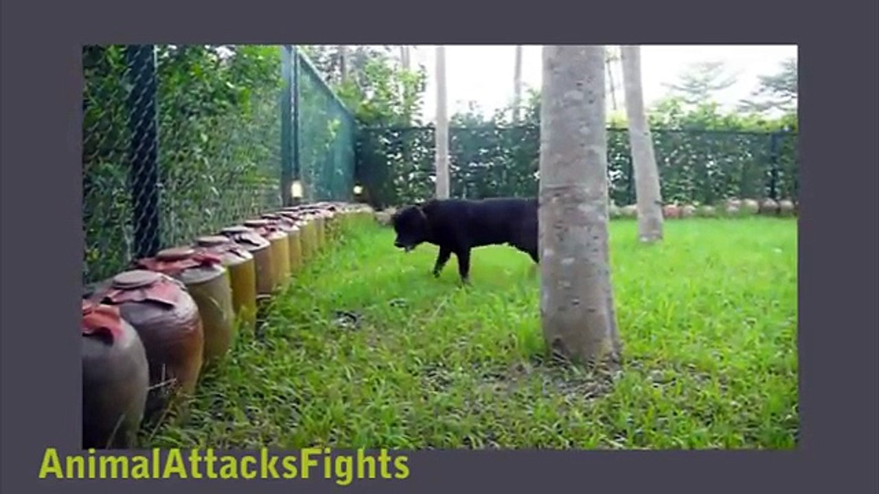 Brave Dogs vs Cobra, Snake real fight - Animal Attack Video Compilation