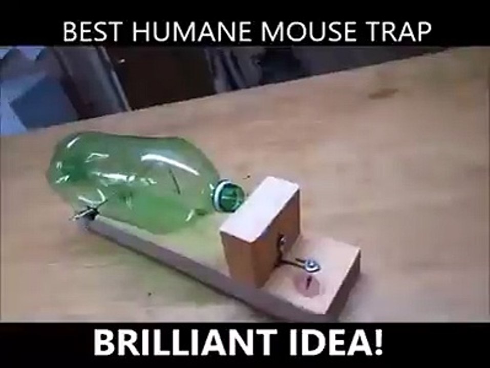 Best Human Mouse Trap