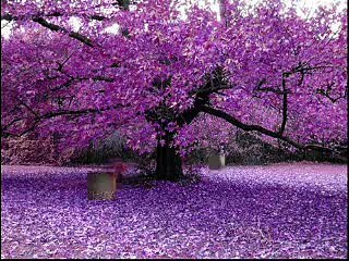 Best PaKistan SaraiKi FoLK Song