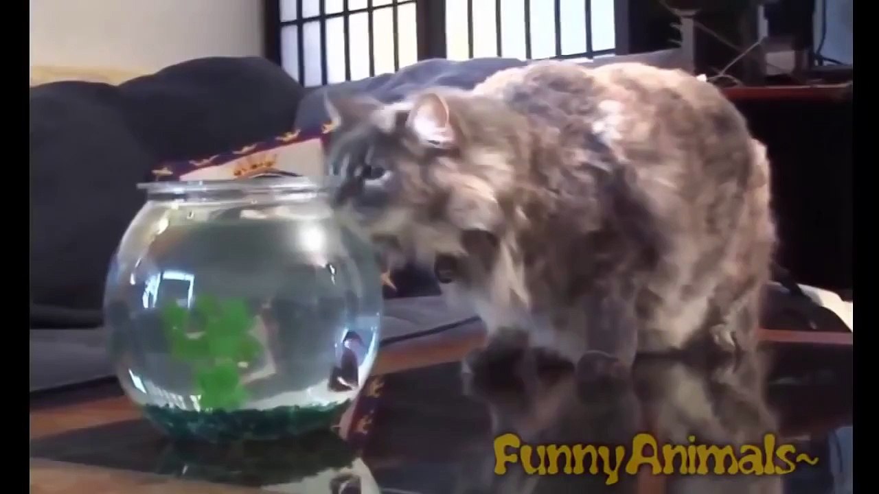 Funny Cats Videos Compilation 2016