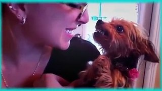 Funny Animals Dog health care, funny Dog, Dogs and Human (P2)
